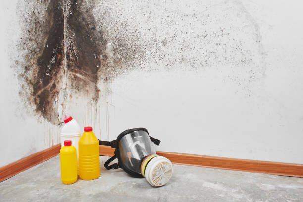 Best Mold Damage Repair  in Longmont, CO