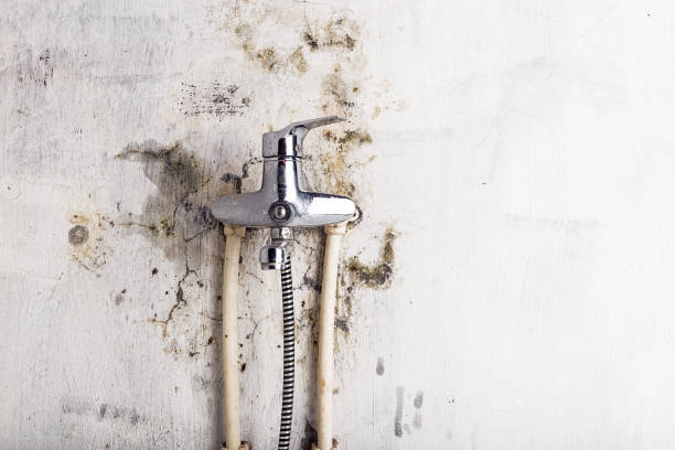 Best Local Mold Removal Service  in Longmont, CO