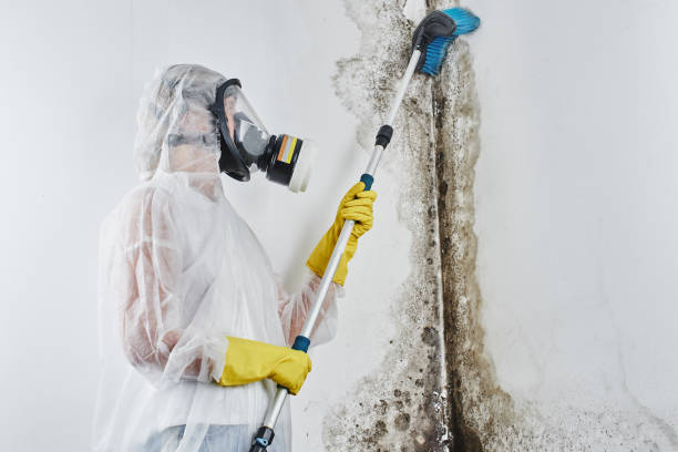 Best Office Mold Removal Services  in Longmont, CO
