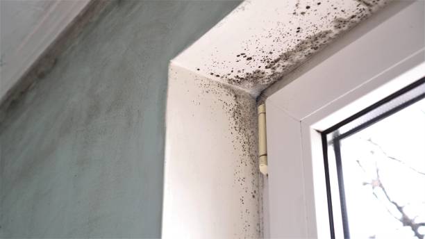Best Black Mold Removal  in Longmont, CO