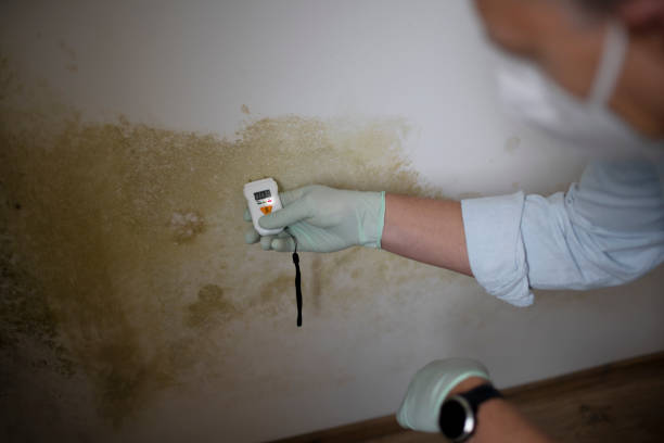 Best Certified Mold Removal  in Longmont, CO