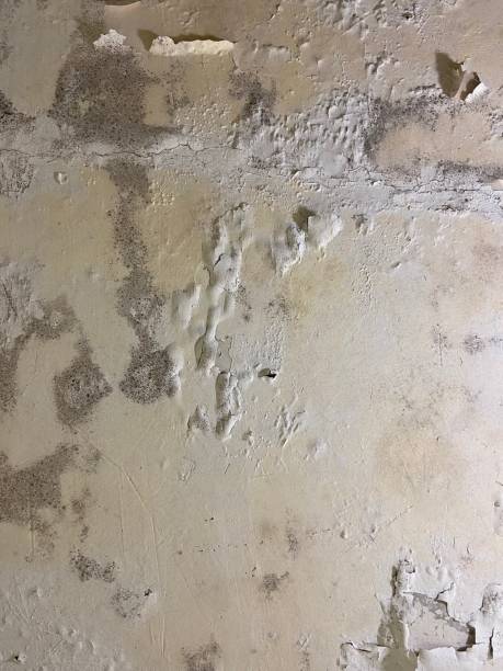 Best Fast Mold Removal  in Longmont, CO