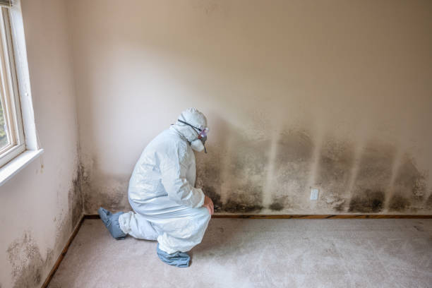 Attic Mold Removal in Longmont, CO