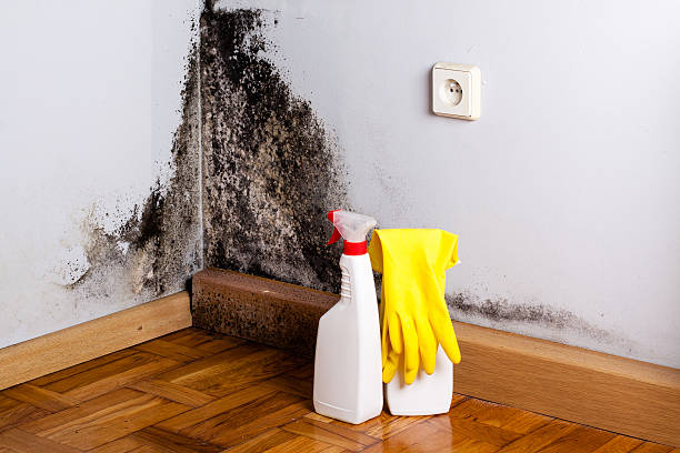 Best Attic Mold Removal  in Longmont, CO