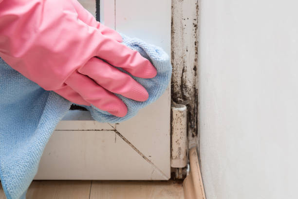Best Crawl Space Mold Removal  in Longmont, CO