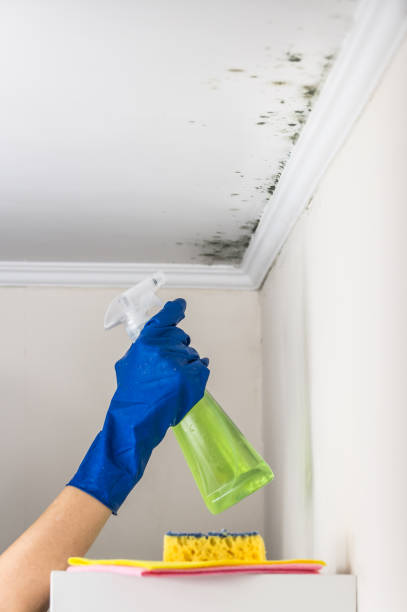 Best Fast Mold Removal  in Longmont, CO